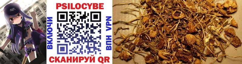 Псилоцибиновые грибы Psilocybine cubensis Завитинск